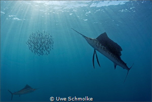 Sailfish hunting by Uwe Schmolke 